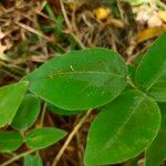 Desmodium uncinatum Levél