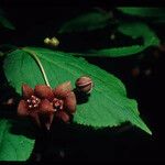 Euonymus occidentalis Fruto