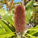 Banksia robur Цвят