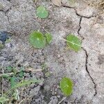 Hydrocotyle verticillataBlatt