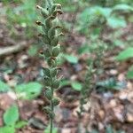 Goodyera pubescens Frucht