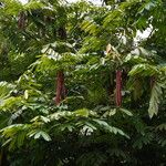 Amherstia nobilis Foglia