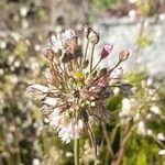 Allium savii Flor