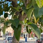 Ligustrum japonicumLeaf