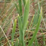 Iris reichenbachiana 葉