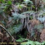 Culcita macrocarpa 形態