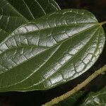 Piper multiplinervium Leaf