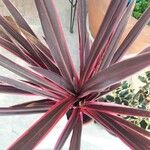 Cordyline australisList