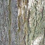 Acer × coriaceum Bark