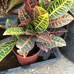 Codiaeum variegatumYaprak