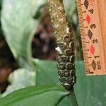 Spathiphyllum fulvovirens Otro