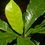 Terminalia bucidoides Leaf