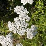 Achillea nobilisFloro