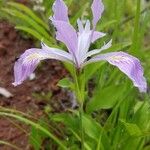 Iris douglasiana Fiore