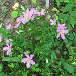 Sabatia angularis Агульны выгляд