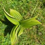Veratrum album Hoja