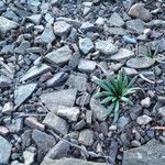 Lewisia rediviva Habitatea