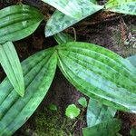 Scoliopus bigelovii Hoja