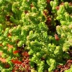 Sedum moranense Leaf