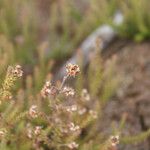 Erica galioides Flor