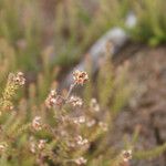 Erica galioides Lorea