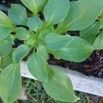 Alstroemeria psittacina Yaprak