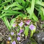 Zygopetalum maculatum Flor