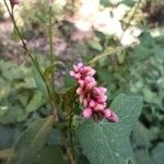 Persicaria maculosaЦветок