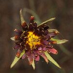 Tragopogon crocifolius Kukka