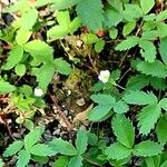 Fragaria virginiana Blatt