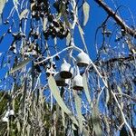 Eucalyptus caesia 果