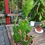 Opuntia monacantha Levél