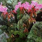 Pelargonium endlicherianum Plante entière