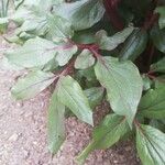 Paeonia corsica Leaf