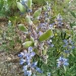 Lupinus sericeus Meyve