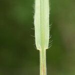 Bromus commutatus Leaf