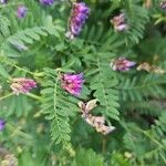 Vicia cassubica പുഷ്പം