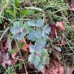 Aquilegia bertolonii Leaf