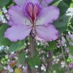 Bauhinia variegataΛουλούδι