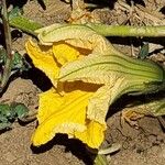 Cucurbita maximaFlor