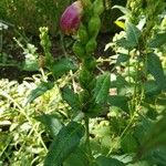 Chelone obliqua Blüte