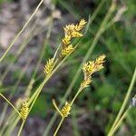 Carex remota 果實