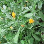 Anthyllis circinnata Flower