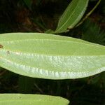 Psammisia ramiflora Hoja