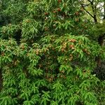 Cornus capitata Habitatea