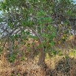 Cordia myxa Habit