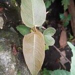 Ficus virens 葉
