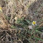 Tridax procumbens Облик