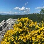 Genista delphinensis പുഷ്പം