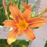 Hemerocallis fulvaBloem